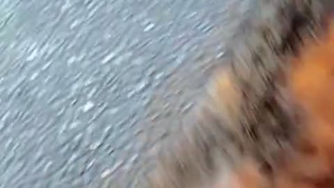 “Hangry Cat Throws a Fit Because Mom Won’t Feed Him Fast Enough! 😂🍽️”