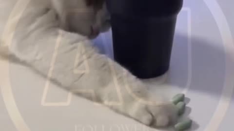 Funny animals video