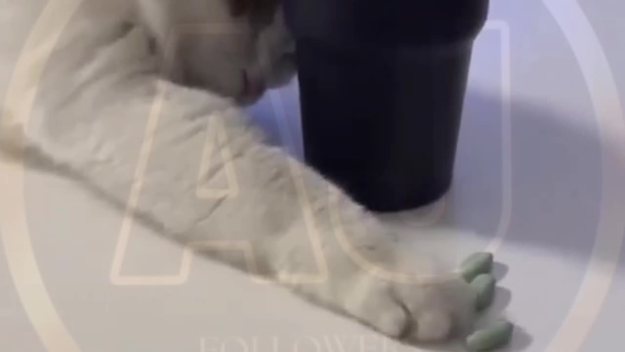 Funny animals video