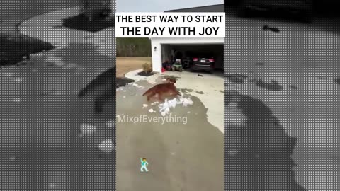 NOTHING LIKE STARTING THE DAY WITH JOY