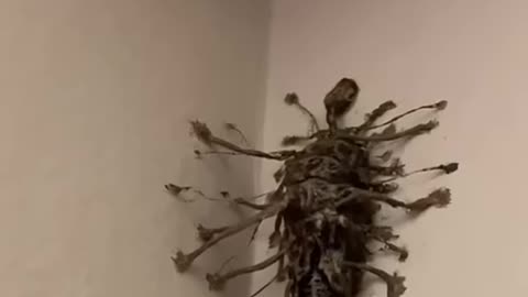 What is this bug