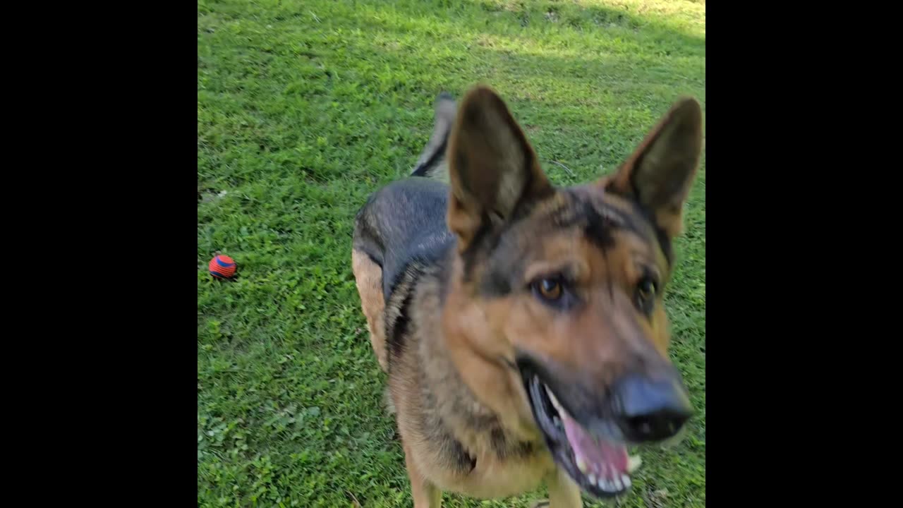 Virgil and the ball.
