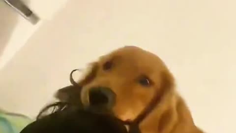Littels Dog's Comedy Videos 🤣 so cute videos 😍 funny videos 🤣