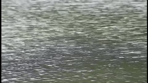 Lady Bird Lake in Texas Claims Another Victim
