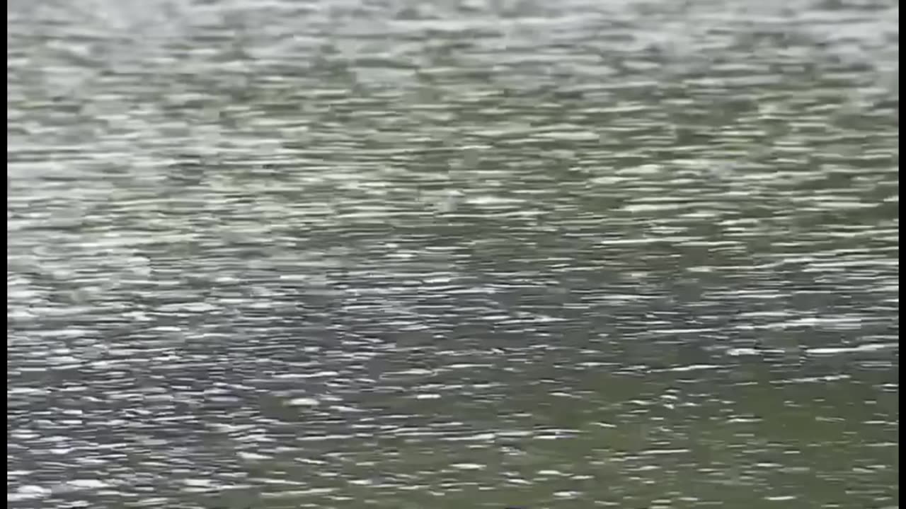 Lady Bird Lake in Texas Claims Another Victim