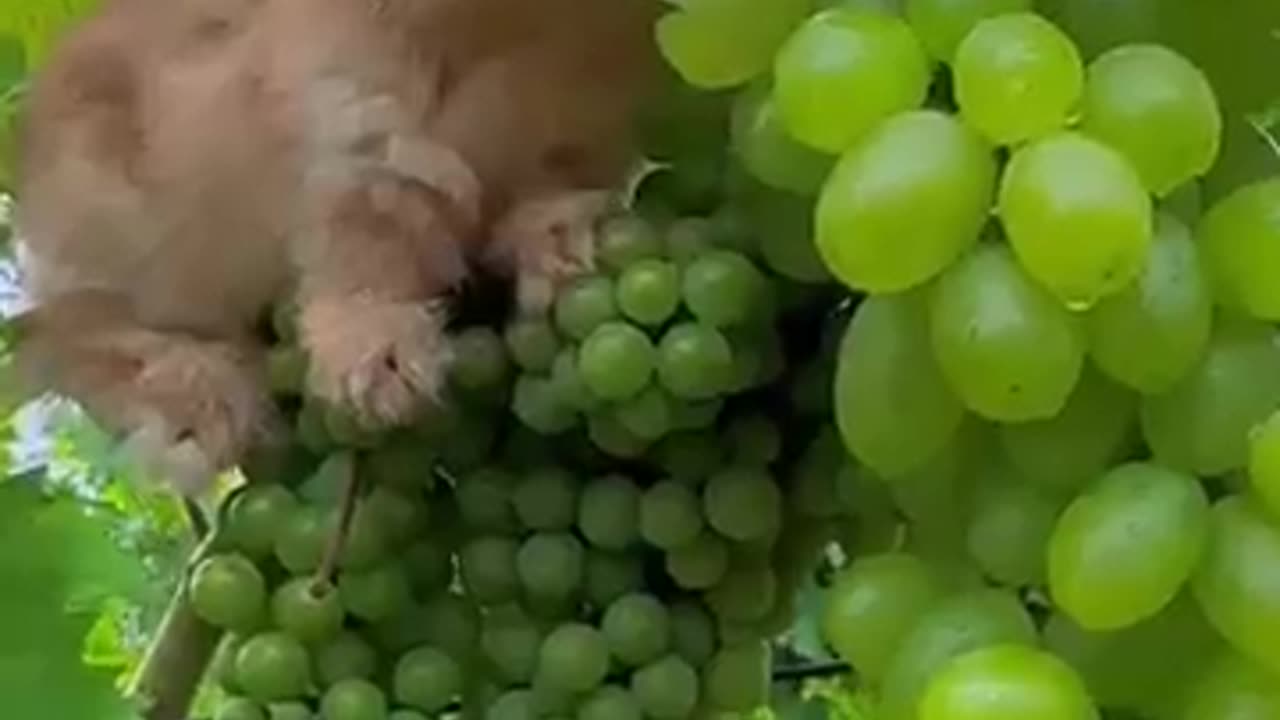 Cute little rabbit🐰and grapes 😍