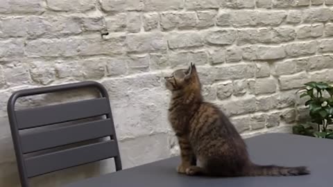 CUTEST Kitten videos!