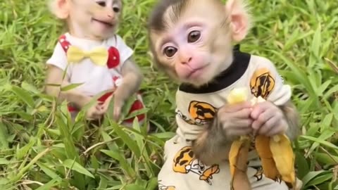Adorable Baby Monkey Spreading Joy! #viral #shorts🐒💖