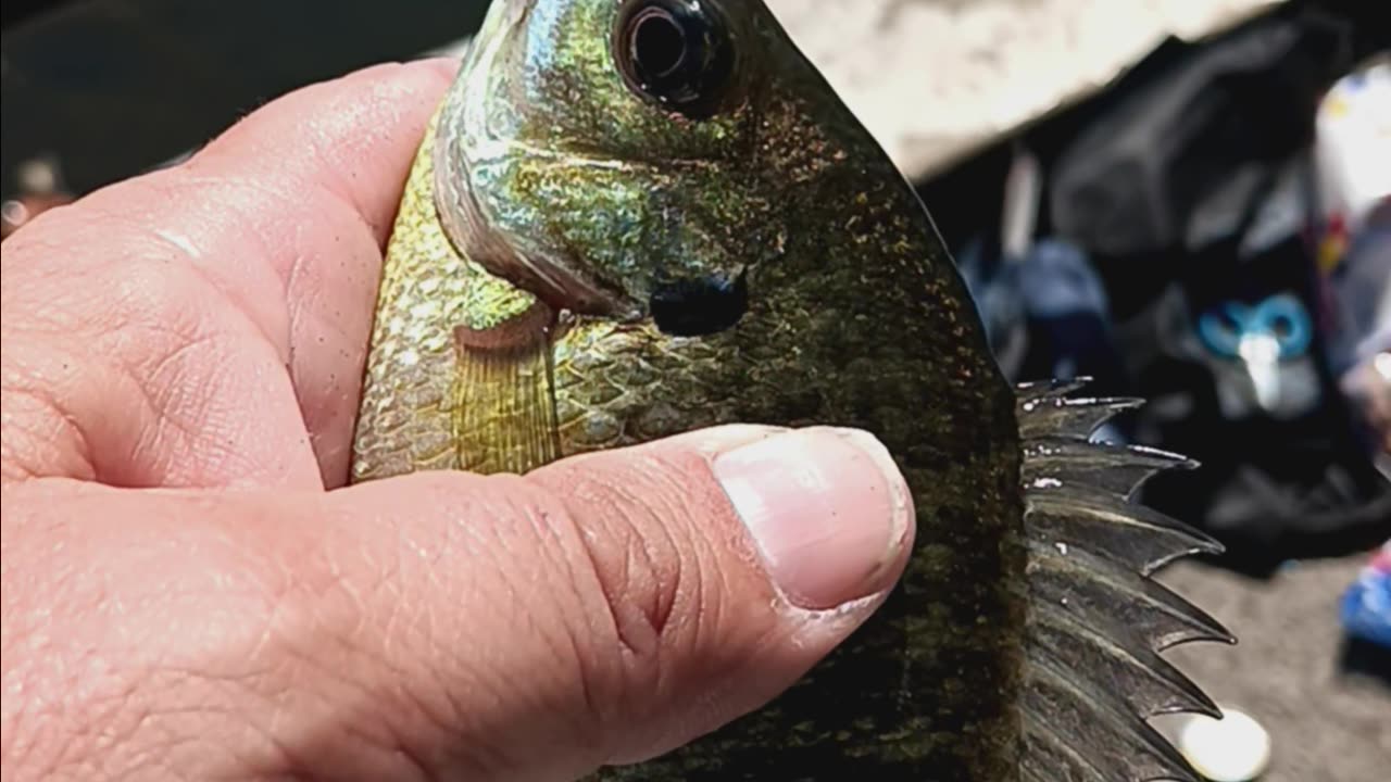 Bluegill and turtle