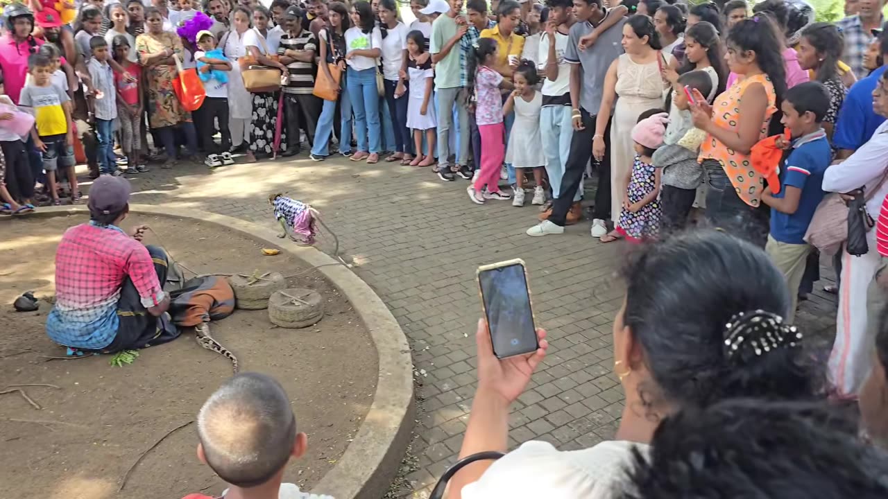 A Monkey dancer