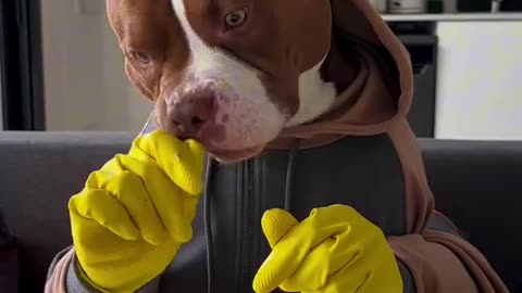 Funny Doggy