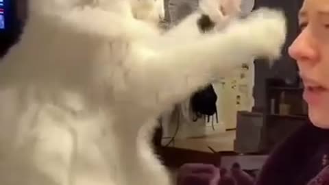 Funny cat videos