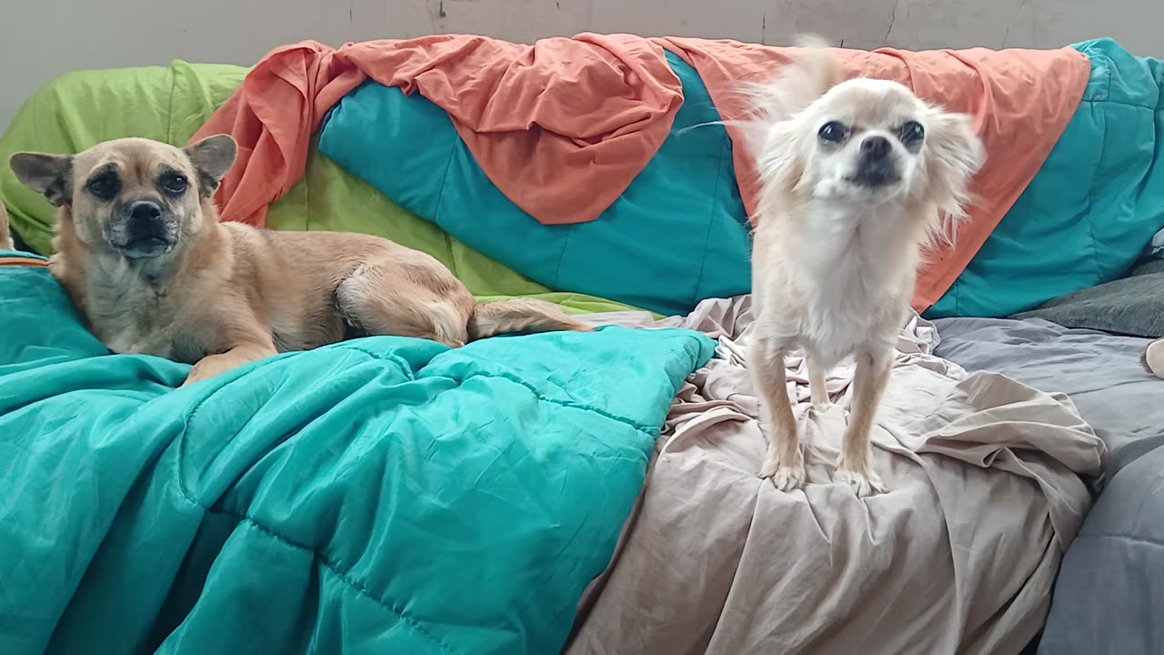 Girls just wanna havefun