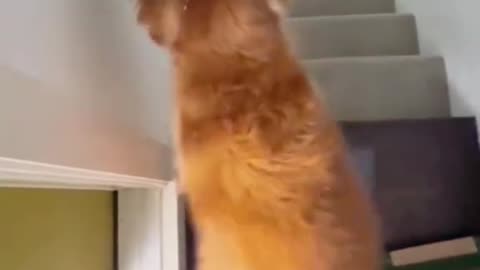 Happy puppy #funnydogs #petvideos #DogTok #DogFails2025 #DogsOfspring #DogVsOwner #petfyp #usa