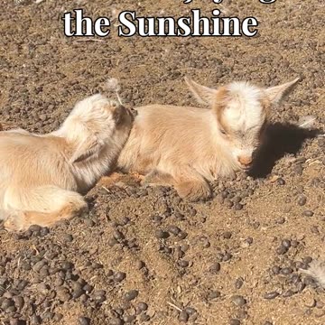 Babies enjoying the Sunshine