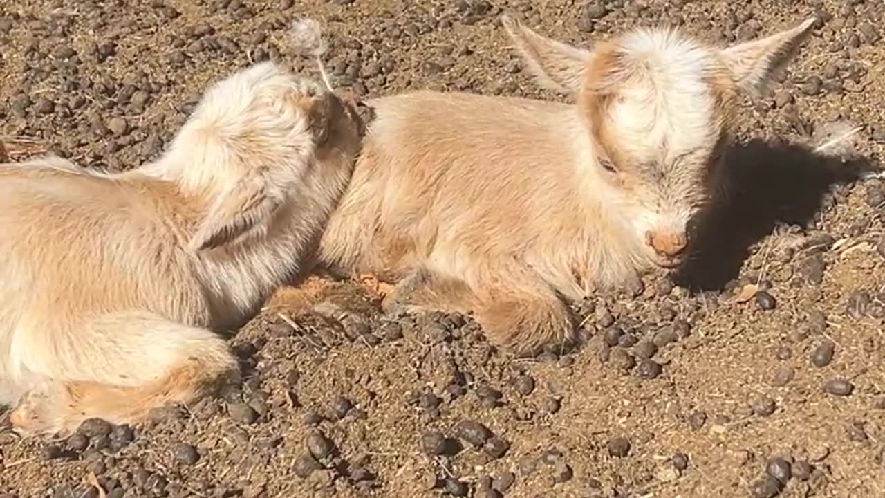 Babies enjoying the Sunshine