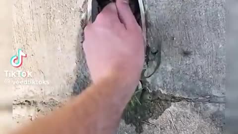 😱🐸 That's a Lot of Frogs! | FunFM