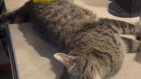 Polishing The Cat