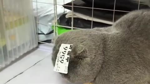 Angry cat scolding his mama lol..... Watch the video why lol