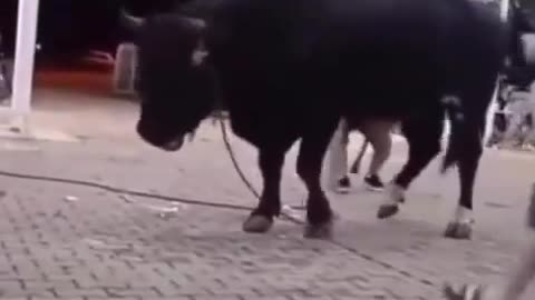 Wife asked for a new bull. He misunderstood (1)