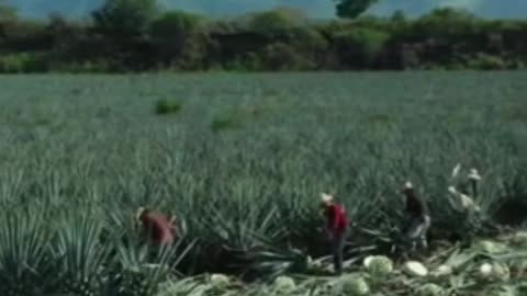 Why Is Tequila The Healthiest Alcohol - Explore AgaveLuz Natural Luxury