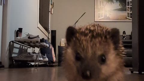 Hedgehog Loves To Run