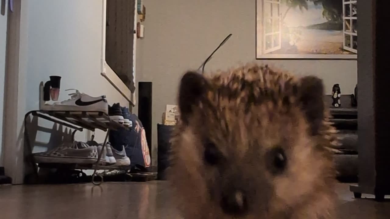 Hedgehog Loves To Run