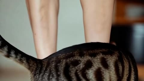cat ass