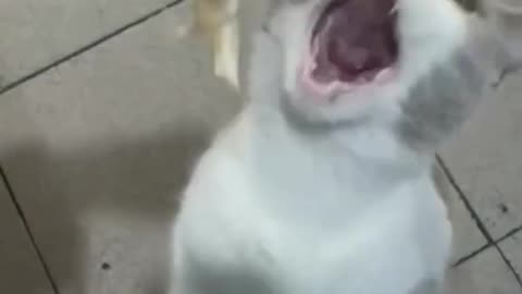 Funnys Animals