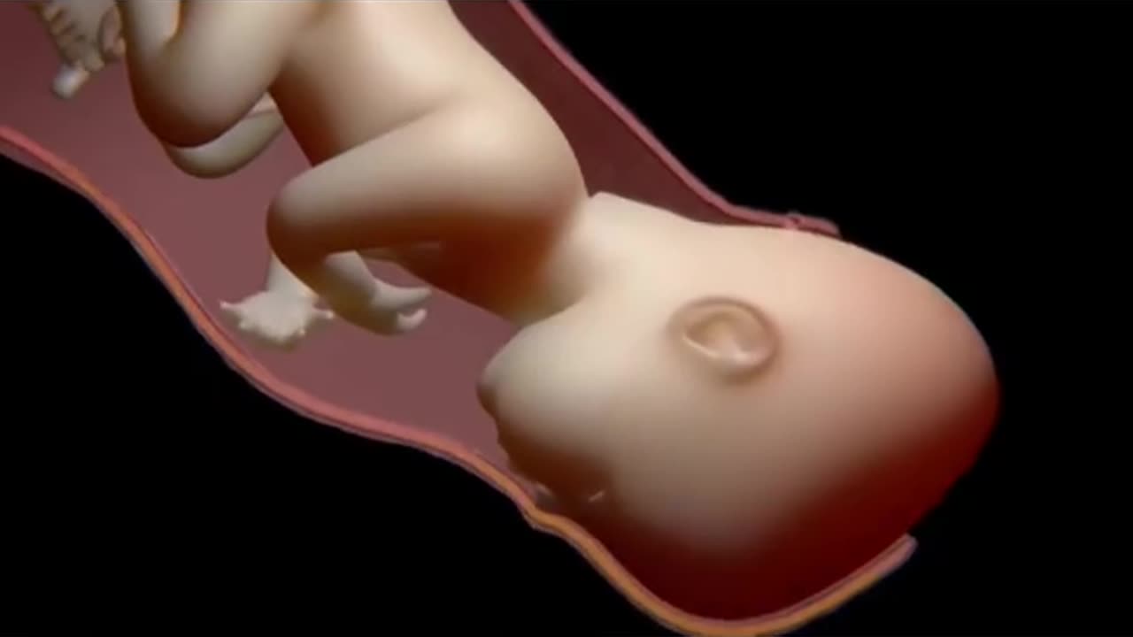 Child birth 3d Animation process