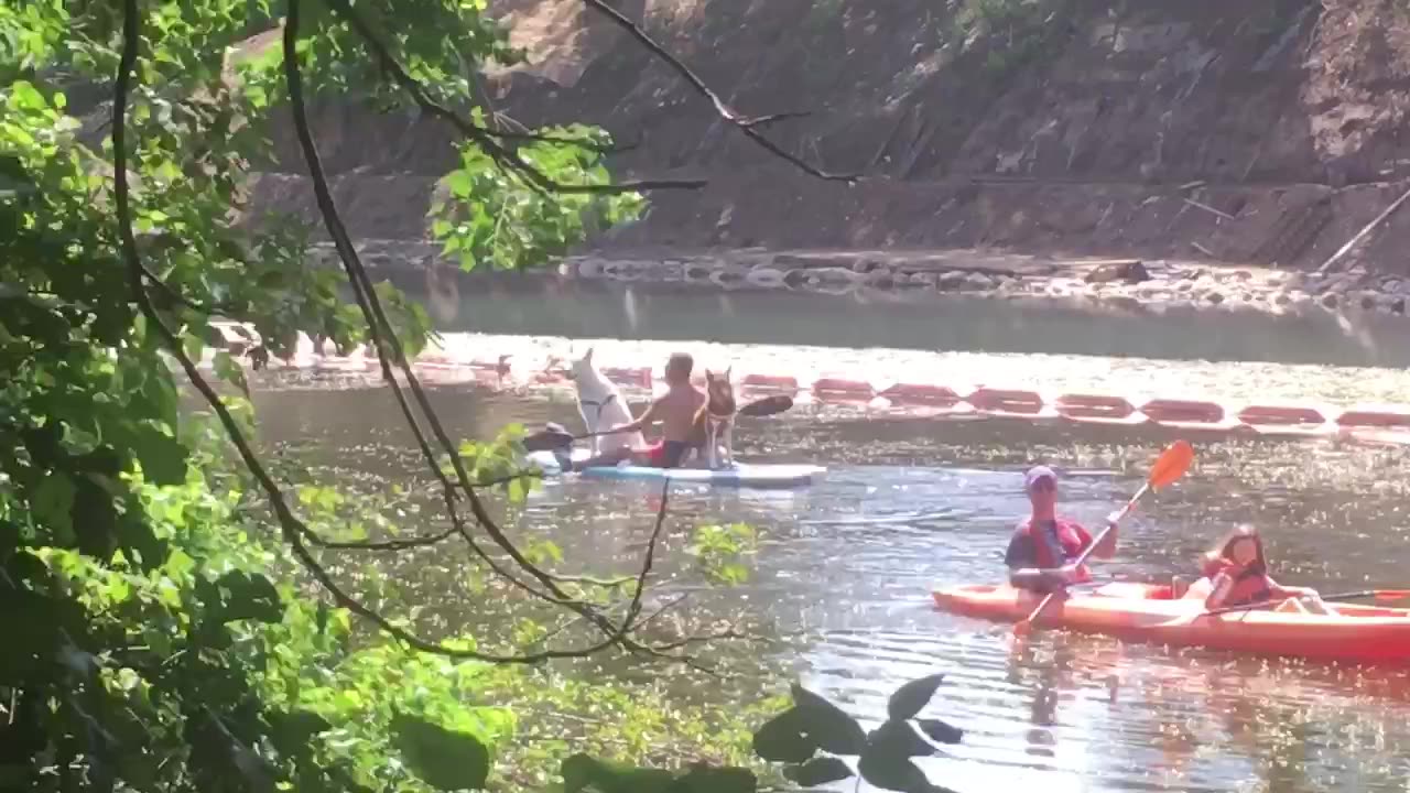 A man & his two dogs on boating