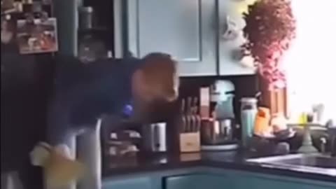 😂🍪 To Grab a Snack, This Cat's Plan is Hilarious! | FunFM