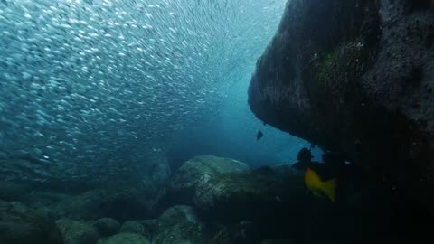 Documentary: The Wild pacific.