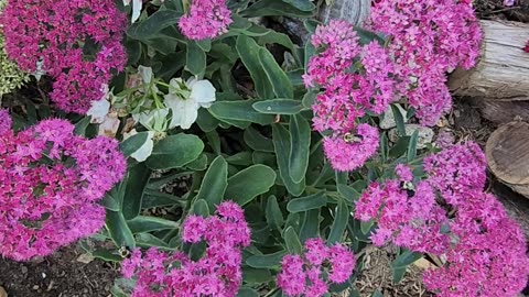 The Bees of Hive #2 appear to approve of the new Sedum,