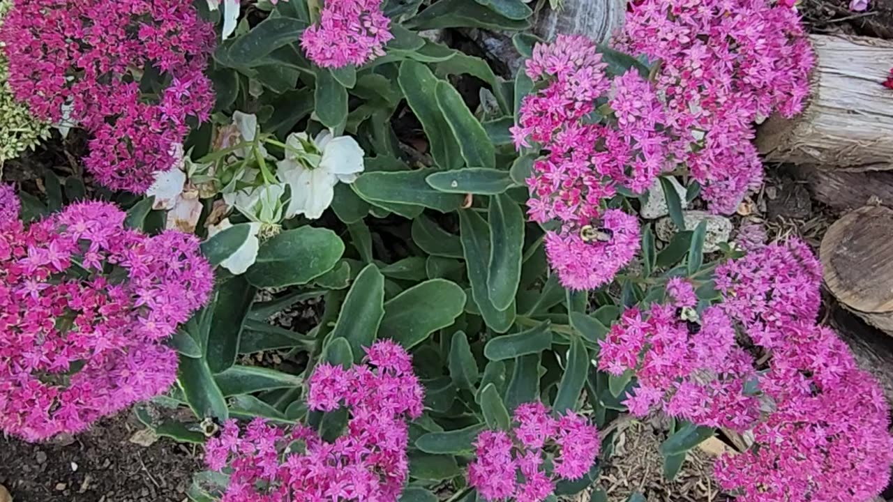 The Bees of Hive #2 appear to approve of the new Sedum,