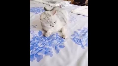 Cat funny