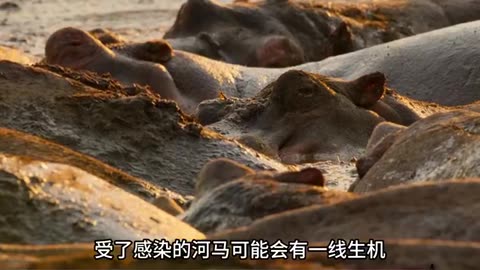 关于河马的科普河马驶狮