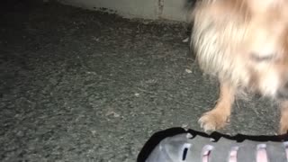 Kiko Villanova at midway rest stop on doggie walk Busy Chiquis pulls around easygoing Kiko2025901691