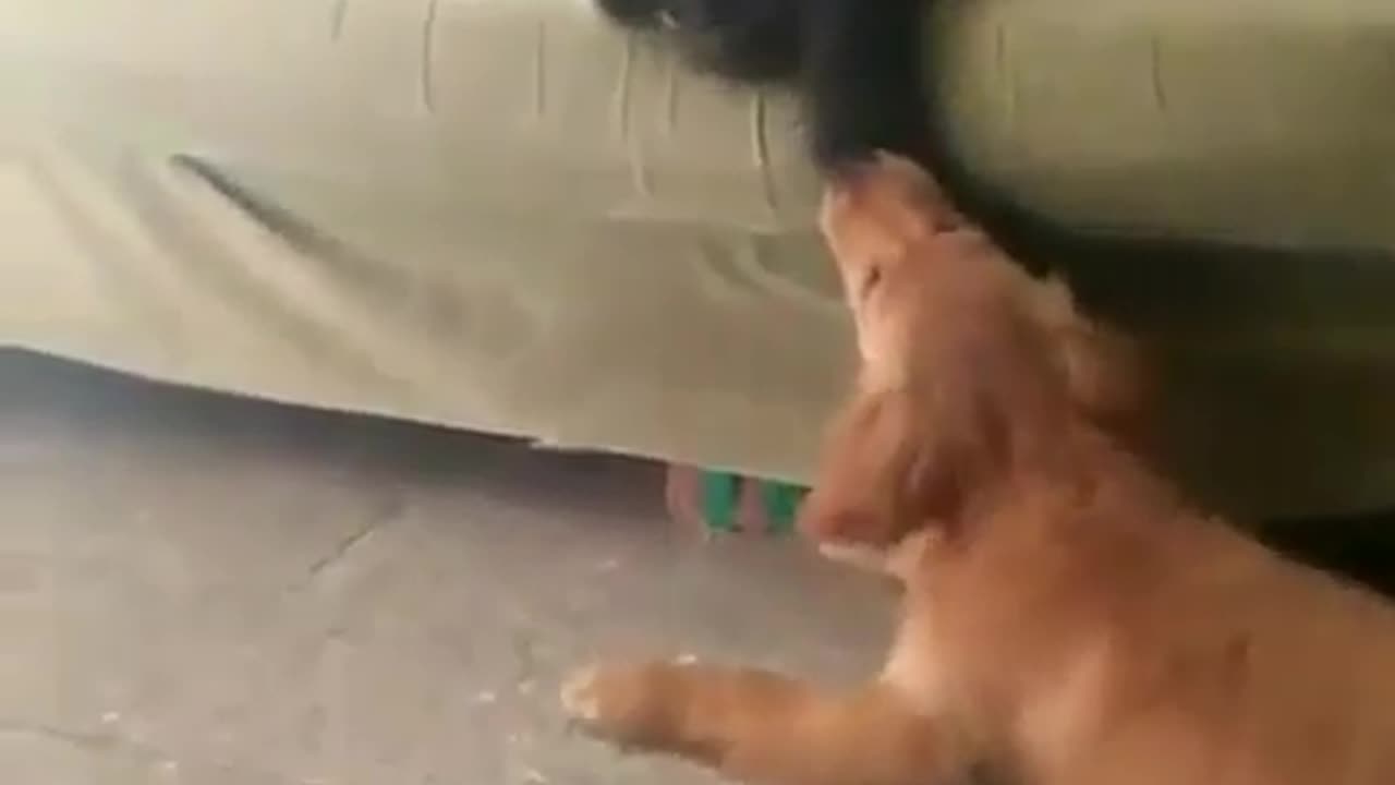 Fun Animals