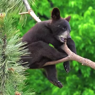 Branch Manager in Training! 🐻🌳 | Sounds of Nature