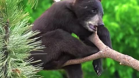 Branch Manager in Training! 🐻🌳 | Sounds of Nature
