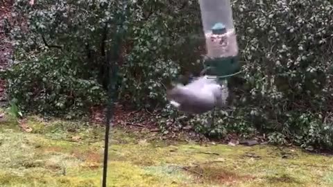 🐿️🤪 Watch This Squirrel's Wild Feeder Ride! | FunFM