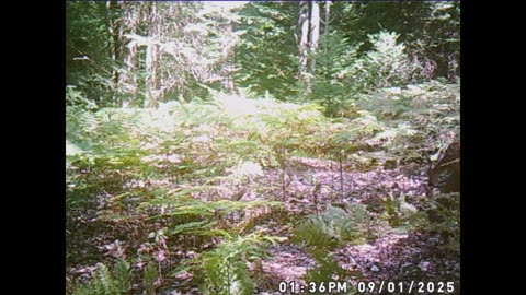 1 The time a Buck was hanging out with a doe and fawn