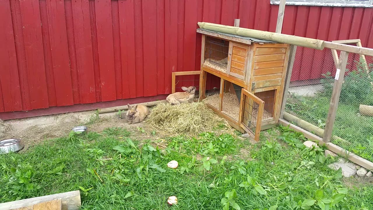 Rabbits