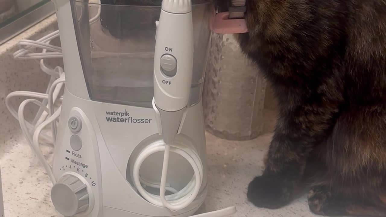 Caught My Cat Drinking From My Water Flosser