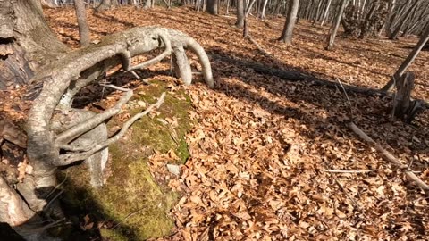Rad Roots