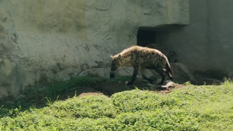 Hyenas Roaming in Natural Habitat