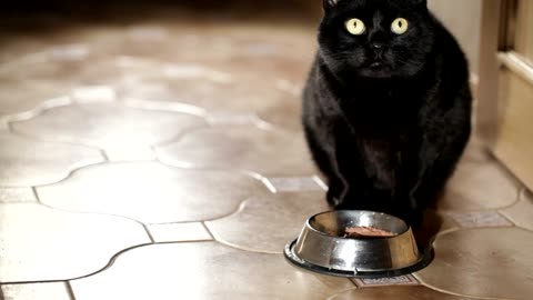 Cat eating from a bowl