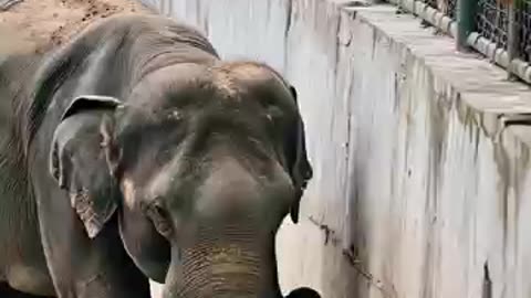 HERO ELEPHANT RESCUES CHILD IN HEART