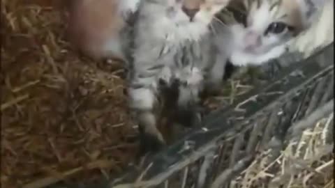 Hen protecting kittens from cold
